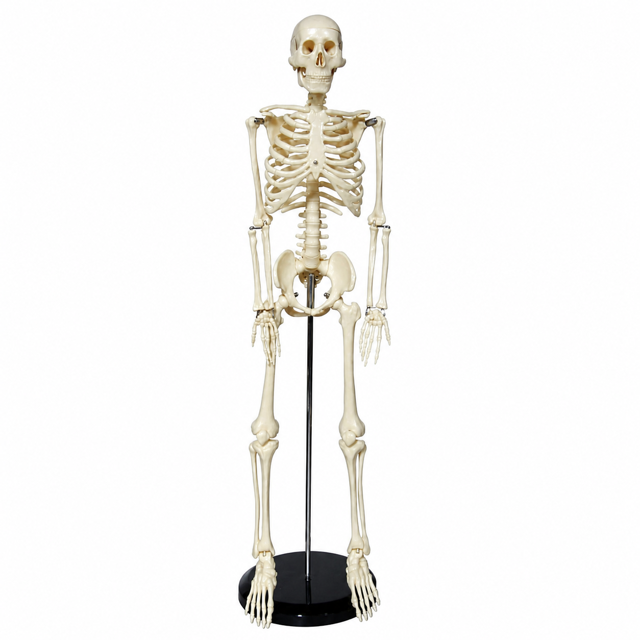 人体骨骼模型85cm